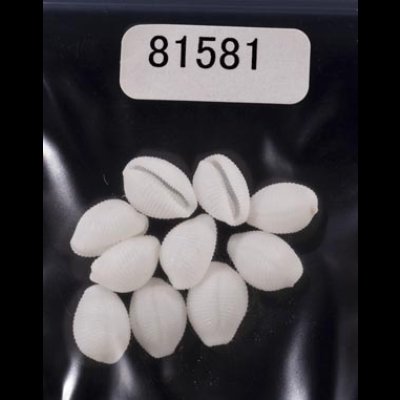 画像1: シラタマガイ