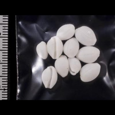 画像2: シラタマガイ