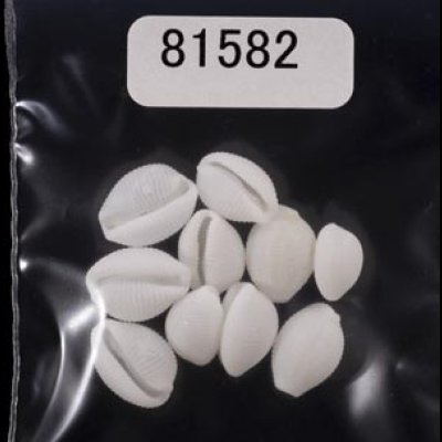 画像1: シラタマガイ