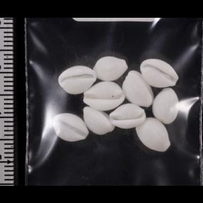 画像2: シラタマガイ