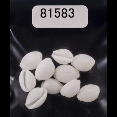 画像1: シラタマガイ