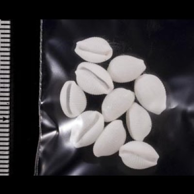 画像2: シラタマガイ