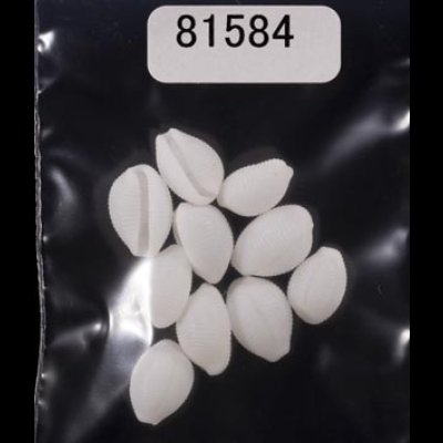 画像1: シラタマガイ