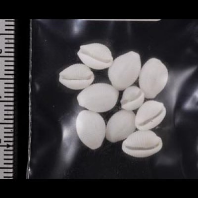 画像2: シラタマガイ