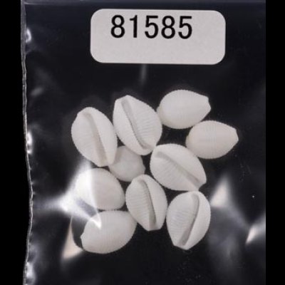 画像1: シラタマガイ