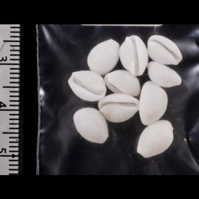 画像2: シラタマガイ