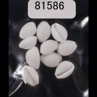 画像1: シラタマガイ