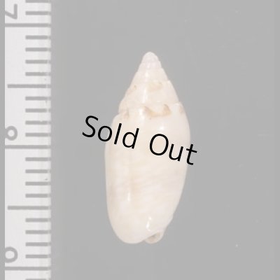 ナンヨウビナ Oliva paxillusfig.2