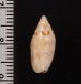 ナンヨウビナ Oliva paxillusfig.2