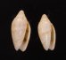 ナンヨウビナ Oliva paxillusfig.1