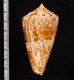 ショクコウミナシ Conus amadisfig.2