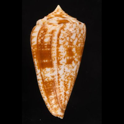 ショクコウミナシ Conus amadisfig.3