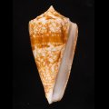 Conus amadis ショクコウミナシ