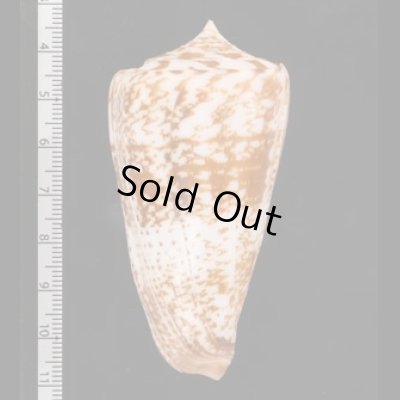 ショクコウミナシ Conus amadisfig.2