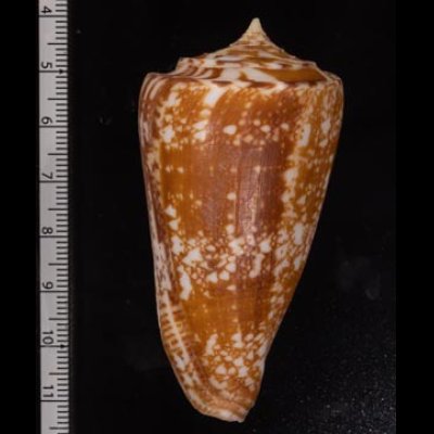 ショクコウミナシ Conus amadisfig.2