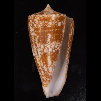 ショクコウミナシ Conus amadisfig.1