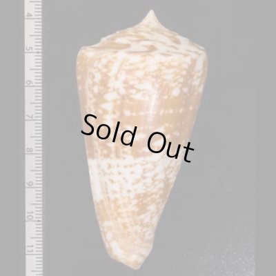 ショクコウミナシ Conus amadisfig.2