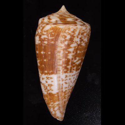 ショクコウミナシ Conus amadisfig.3