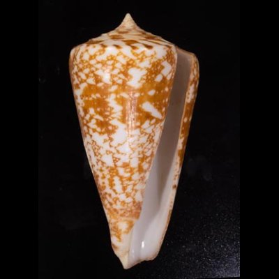 ショクコウミナシ Conus amadisfig.1