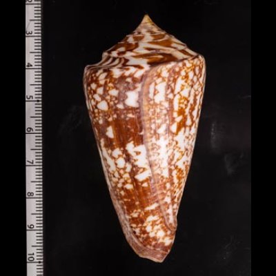 ショクコウミナシ Conus amadisfig.2