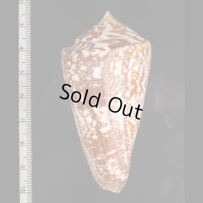 ショクコウミナシ Conus amadisfig.2