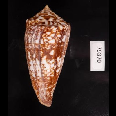 ショクコウミナシ Conus amadisfig.3