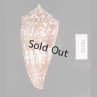 ショクコウミナシ Conus amadisfig.3