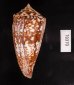 ショクコウミナシ Conus amadisfig.3