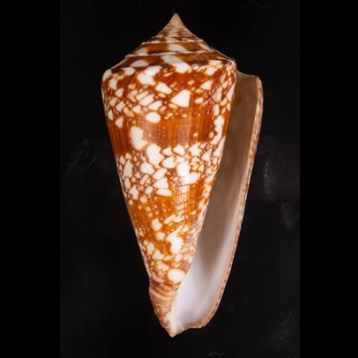 ショクコウミナシ Conus amadisfig.1