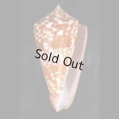 ショクコウミナシ Conus amadisfig.1