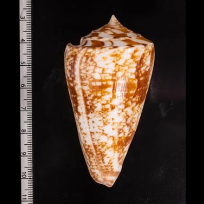 ショクコウミナシ Conus amadisfig.2