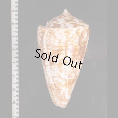 ショクコウミナシ Conus amadisfig.2
