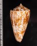 ショクコウミナシ Conus amadisfig.2
