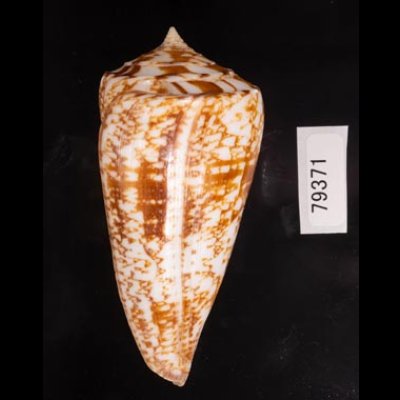 ショクコウミナシ Conus amadisfig.3