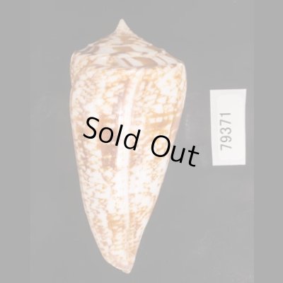 ショクコウミナシ Conus amadisfig.3