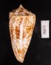ショクコウミナシ Conus amadisfig.3