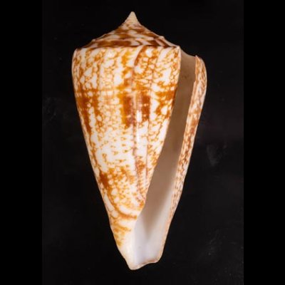 ショクコウミナシ Conus amadisfig.1