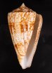 ショクコウミナシ Conus amadisfig.1