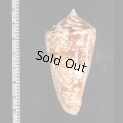 ショクコウミナシ Conus amadisfig.2