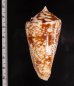 ショクコウミナシ Conus amadisfig.2