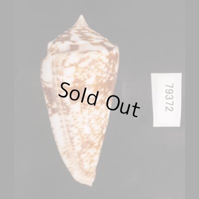 ショクコウミナシ Conus amadisfig.3