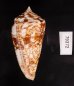 ショクコウミナシ Conus amadisfig.3