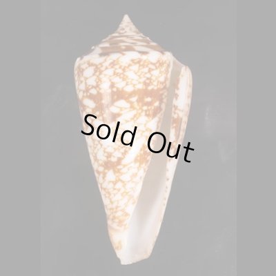 ショクコウミナシ Conus amadisfig.1