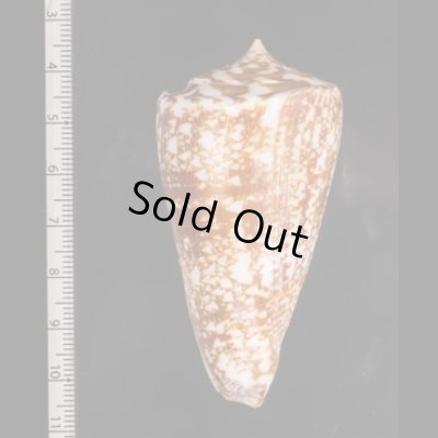 ショクコウミナシ Conus amadisfig.2