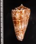 ショクコウミナシ Conus amadisfig.2