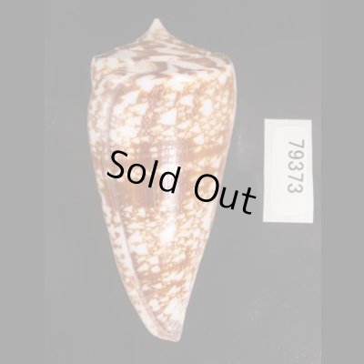 ショクコウミナシ Conus amadisfig.3