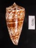 ショクコウミナシ Conus amadisfig.3