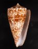 ショクコウミナシ Conus amadisfig.1