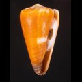 Conus flavidus キヌカツギイモ 衣被芋