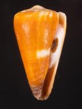 Conus flavidus キヌカツギイモ 衣被芋